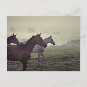 Wilde paarden briefkaart