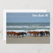 Wilde paarden Buitenste banken OBX Corolla NC Flat (Voorkant / Achterkant)