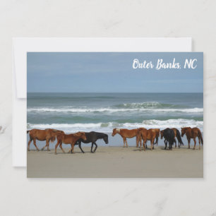 Wilde paarden Buitenste banken OBX Corolla NC Flat