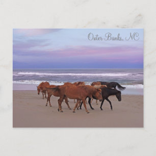 Wilde paarden Buitenter Banks OBX Corolla NC Briefkaart
