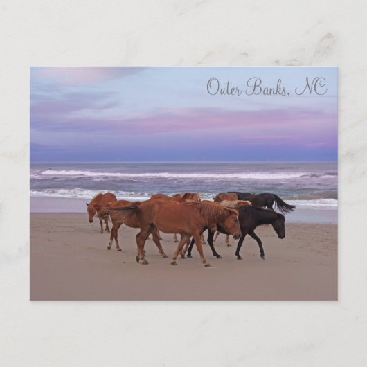Wilde paarden Buitenter Banks OBX Corolla NC Briefkaart (Voorkant)