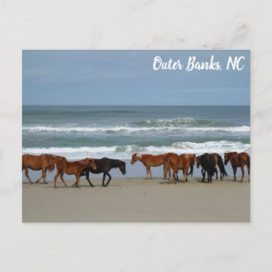 Wilde paarden Buitenter Banks OBX Corolla NC Briefkaart