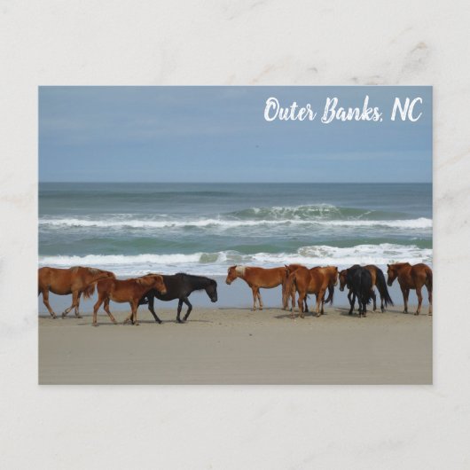 Wilde paarden Buitenter Banks OBX Corolla NC Briefkaart (Voorkant)