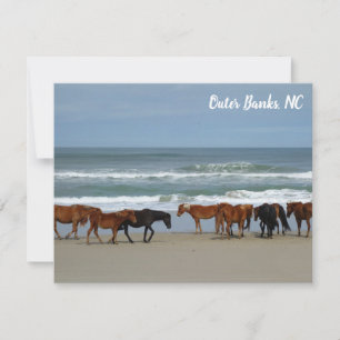 Wilde paarden Buitenter Banks OBX Corolla NC Notitiekaartje