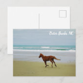Wilde paarden Buitenter Banks OBX NC Briefkaart (Voorkant / Achterkant)