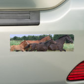Wilde paarden Bumpersticker (Op auto)