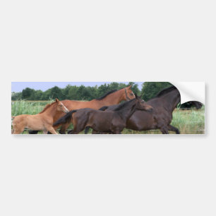 Wilde paarden Bumpersticker