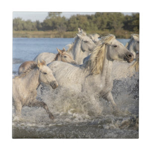 Wilde paarden die door een rivier rennen tegeltje