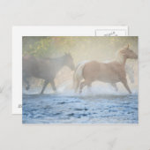 Wilde paarden die door water lopen briefkaart (Voorkant / Achterkant)