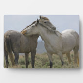 Wilde paarden die elkaar snuffelen fotoplaat (voorkant)