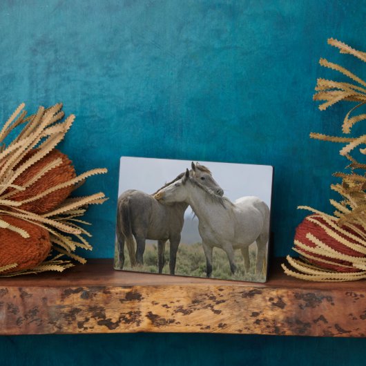 Wilde paarden die elkaar snuffelen fotoplaat (Zijkant)