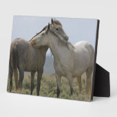 Wilde paarden die elkaar snuffelen fotoplaat (Zijkant)