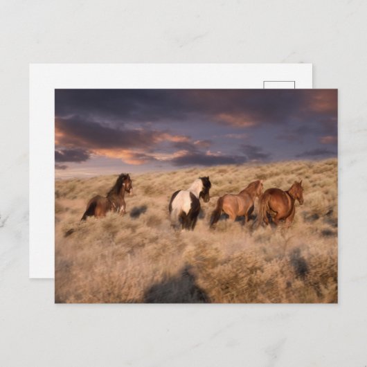 Wilde paarden die lopen briefkaart (Voorkant / Achterkant)