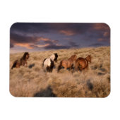 Wilde paarden die lopen magneet (Horizontaal)