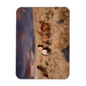 Wilde paarden die lopen magneet (Verticaal)