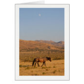 Wilde paarden die naar huis lopen van een watergat (Voorkant)