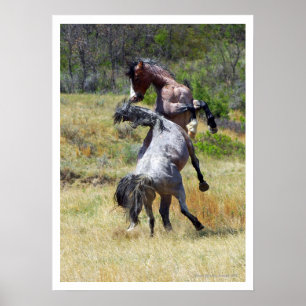 Wilde paarden die Theodore Roosevelt NP bestrijden Poster