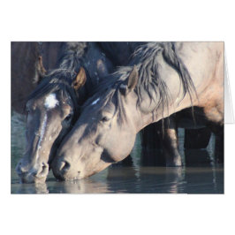 Wilde paarden drink in het watersgat.