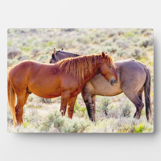 Wilde paarden fotoplaat (voorkant)