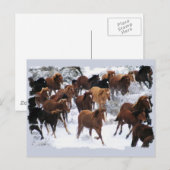 Wilde paarden gedreven briefkaart (Voorkant / Achterkant)