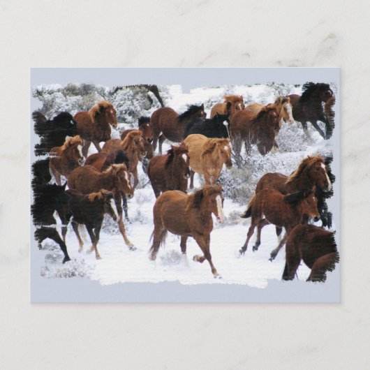 Wilde paarden gedreven briefkaart (Voorkant)