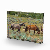 Wilde paarden grazen fotoblokken (Rechts)