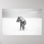 Wilde paarden, IJsland Poster (Voorkant)