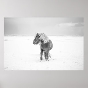Wilde paarden, IJsland Poster