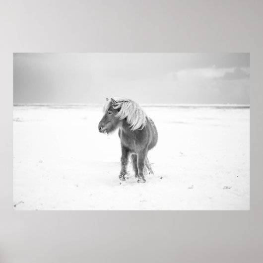 Wilde paarden, IJsland Poster (Voorkant)