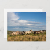 Wilde paarden in het Nationaal Park Theodore Roose Briefkaart (Voorkant / Achterkant)