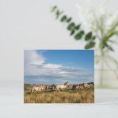 Wilde paarden in het Nationaal Park Theodore Roose Briefkaart (Staand voorkant)