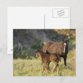 Wilde paarden in het Nationaal Park Theodore Roose Briefkaart (Voorkant / Achterkant)