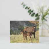 Wilde paarden in het Nationaal Park Theodore Roose Briefkaart (Staand voorkant)