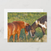 Wilde paarden in het Nationaal Park Theodore Roose Briefkaart (Voorkant / Achterkant)