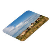 Wilde paarden in het Nationaal Park Theodore Roose Magneet (Linkerzijde)