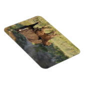 Wilde paarden in het Nationaal Park Theodore Roose Magneet (Rechterzijde)