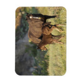 Wilde paarden in het Nationaal Park Theodore Roose Magneet (Verticaal)