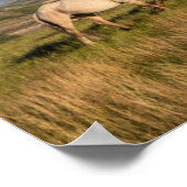 Wilde paarden in het Nationaal Park Theodore Roose Poster (Hoek)