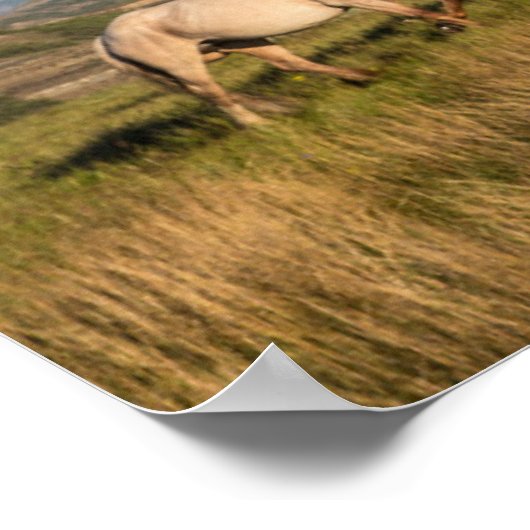 Wilde paarden in het Nationaal Park Theodore Roose Poster (Hoek)