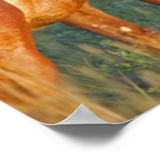 Wilde paarden in het Nationaal Park Theodore Roose Poster (Hoek)