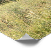 Wilde paarden in het Nationaal Park Theodore Roose Poster (Hoek)