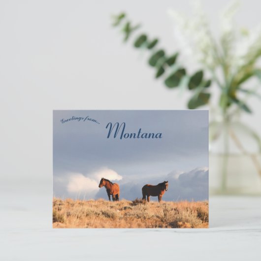 Wilde paarden in Montana Briefkaart (Staand voorkant)