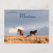 Wilde paarden in Montana Briefkaart (Voorkant)