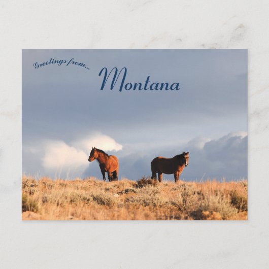 Wilde paarden in Montana Briefkaart (Voorkant)