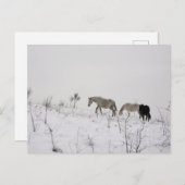 Wilde paarden in sneeuw Briefkaart (Voorkant / Achterkant)