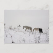 Wilde paarden in sneeuw Briefkaart (Voorkant)