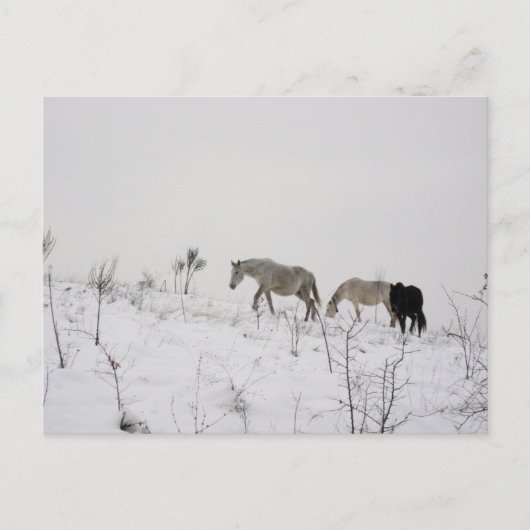 Wilde paarden in sneeuw Briefkaart (Voorkant)