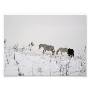 Wilde paarden in Sneeuw Kodak Professional Foto Afdruk