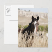 Wilde paarden in South Dakota Briefkaart (Voorkant / Achterkant)