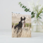 Wilde paarden in South Dakota Briefkaart (Staand voorkant)